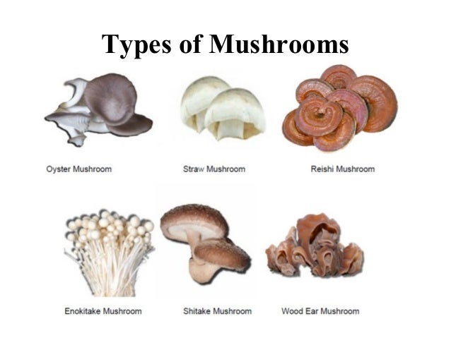 of mushroom how kind importance Mushroom