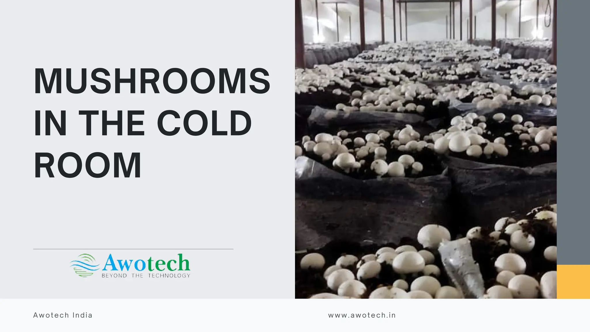Photo inspiration: Visual Reference: Mushroom In Refrigerated Space Mushroom Cultivation Pdf