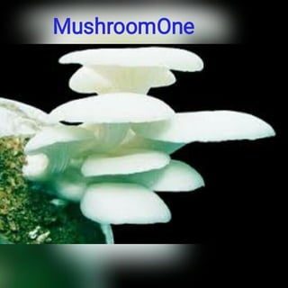 Principles of mushroom cultivation in hindi | PDF