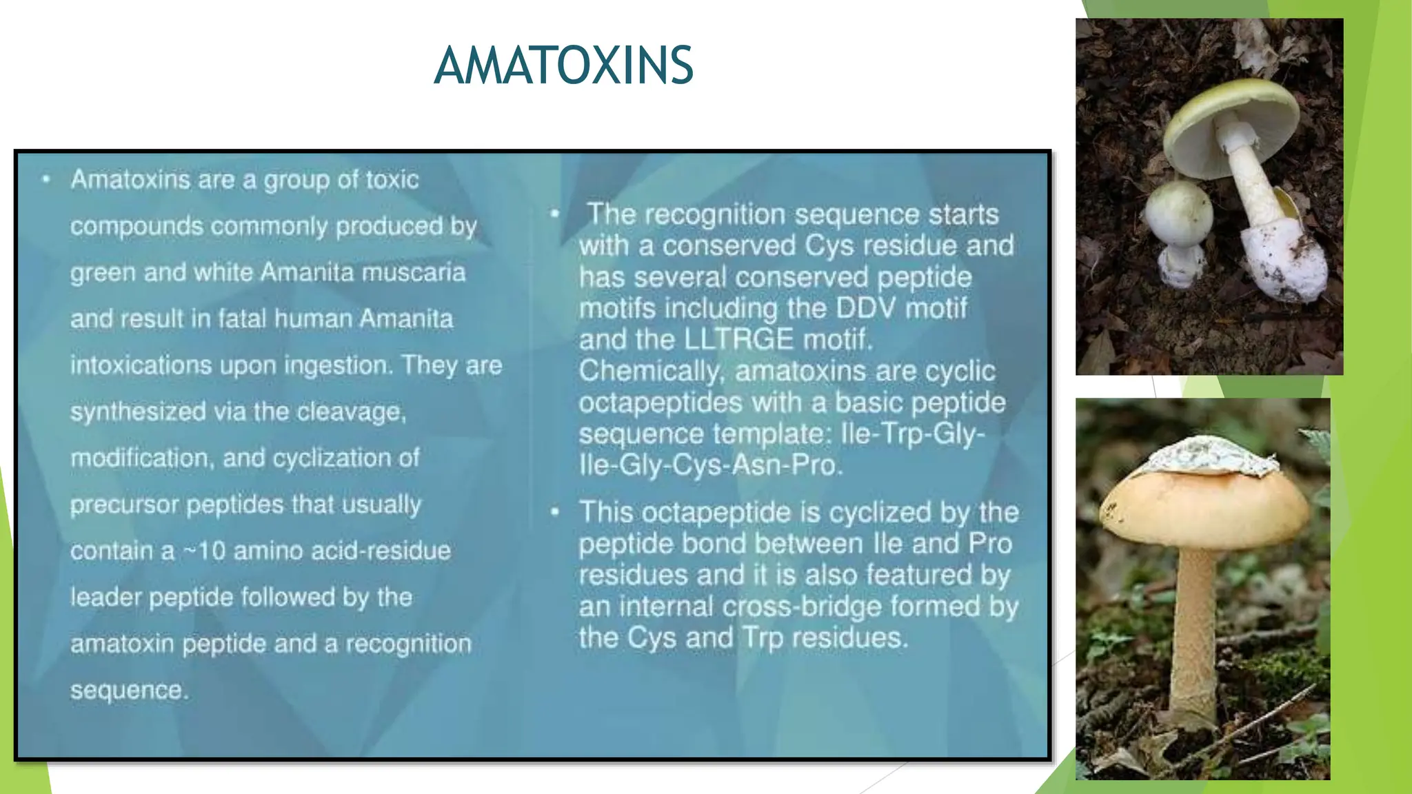 MUSHROOM POISONING.pptx