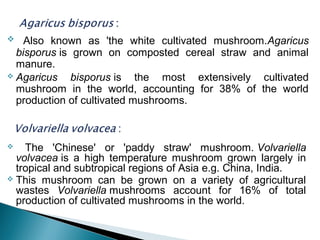  Also known as 'the white cultivated mushroom.Agaricus
bisporus is grown on composted cereal straw and animal
manure.
 Agaricus bisporus is the most extensively cultivated
mushroom in the world, accounting for 38% of the world
production of cultivated mushrooms.
 The 'Chinese' or 'paddy straw' mushroom. Volvariella
volvacea is a high temperature mushroom grown largely in
tropical and subtropical regions of Asia e.g. China, India.
 This mushroom can be grown on a variety of agricultural
wastes Volvariella mushrooms account for 16% of total
production of cultivated mushrooms in the world.
 