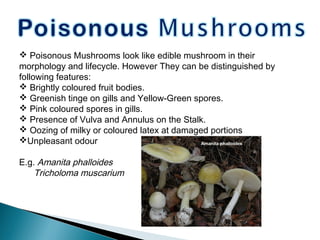  Poisonous Mushrooms look like edible mushroom in their
morphology and lifecycle. However They can be distinguished by
following features:
 Brightly coloured fruit bodies.
 Greenish tinge on gills and Yellow-Green spores.
 Pink coloured spores in gills.
 Presence of Vulva and Annulus on the Stalk.
 Oozing of milky or coloured latex at damaged portions
Unpleasant odour
E.g. Amanita phalloides
Tricholoma muscarium
 
