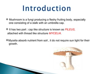  Mushroom is a fungi producing a fleshy fruiting body, especially
one consisting of a stalk with an umbrella cap.
 It has two part : cap like structure is known as PILEUS,
attached with thread like structure MYCELIA.
Mycelia absorb nutrient from soil , it do not require sun light for their
growth.
 