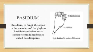 LIFE CYCLE OF MUSHROOM | PPTX