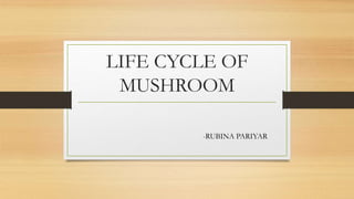 LIFE CYCLE OF
MUSHROOM
-RUBINA PARIYAR
 