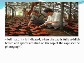 Full maturity is indicated, when the cap is fully reddish
brown and spores are shed on the top of the cap (see the
photograph).
 