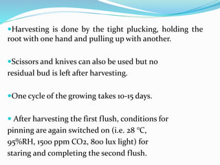Harvesting is done by the tight plucking, holding the
root with one hand and pulling up with another.
Scissors and knives can also be used but no
residual bud is left after harvesting.
One cycle of the growing takes 10-15 days.
 After harvesting the first flush, conditions for
pinning are again switched on (i.e. 28 °C,
95%RH, 1500 ppm CO2, 800 lux light) for
staring and completing the second flush.
 