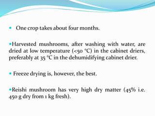  One crop takes about four months.
Harvested mushrooms, after washing with water, are
dried at low temperature (<50 °C) in the cabinet driers,
preferably at 35 °C in the dehumidifying cabinet drier.
 Freeze drying is, however, the best.
Reishi mushroom has very high dry matter (45% i.e.
450 g dry from 1 kg fresh).
 