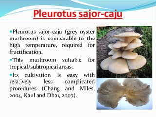 Pleurotus sajor-caju
Pleurotus sajor-caju (grey oyster
mushroom) is comparable to the
high temperature, required for
fructification.
This mushroom suitable for
tropical/subtropical areas.
Its cultivation is easy with
relatively less complicated
procedures (Chang and Miles,
2004, Kaul and Dhar, 2007).
 