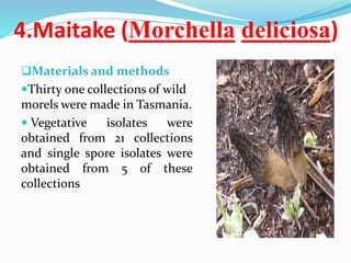 4.Maitake (Morchella deliciosa)
Materials and methods
Thirty one collections of wild
morels were made in Tasmania.
 Vegetative isolates were
obtained from 21 collections
and single spore isolates were
obtained from 5 of these
collections
 