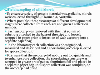 Field sampling of wild Morels
To ensure a variety of genetic material was available, morels
were collected throughout Tasmania, Australia.
Where possible, three ascocarps at different developmental
stages, were collected from each site and given a collection
number.
 Each ascocarp was removed with the first 15 mm of
substrate attached to the base of the stipe and loosely
wrapped in paper prior to insertion of each ascocarp into a
separate paper bag.
 In the laboratory each collection was photographed,
measured and described and a sporulating ascocarp selected
for spore collection.
To ensure that the ascocarp did not dry out too quickly and
to enhance spore collection, the sporulating structure was
wrapped in grease proof paper, aluminium foil and placed in
a separate paper bag until spore collection was complete, or
the ascocarp had dried
 