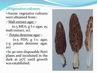 Vegetative cultures
Axenic vegetative cultures
were obtained from:-
Malt extract agar :-
(0.5 MEA; g l-1: agar, 15;
malt extract, 10).
 Potato dextrose agar :-
(0.5 PDA; g l-1: agar,
7.5; potato dextrose agar,
20)
In 90 mm disposable Petri
plates and incubated in the
dark at 25°C until growth
was established.
 