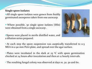 Single spore isolates
All single spore isolates were grown from freshly
germinated ascospores taken from one ascocarp.
 Where possible, 50 single spore isolates (SSIs)
were obtained from a single ascocarp .
Spores were placed in sterile distilled water, and
a dilution series prepared.
• At each step the spore suspension was aseptically transferred to 0.5
MEA in a 90 mm Petri plate, and spread over the agar surface.
• Plates were incubated in the dark at 25 ºC with spore germination
checked at 24 hours after inoculation and then at 12 hourly intervals.
• The resulting fungal colony was observed at days 10, 30, 50 and 60.
 