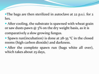 The bags are then sterilized in autoclave at 22 p.s.i. for 2
hrs.
 After cooling, the substrate is spawned with wheat grain
or saw dusts pawn @ 3% on the dry weight basis, as it is
comparatively a slow growing fungus.
 Spawn run(incubation) is done at 28-35 °C in the closed
rooms (high carbon dioxide) and darkness.
 After the complete spawn run (bags white all over),
which takes about 25 days,
 