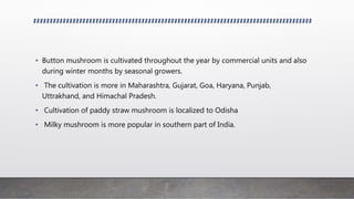 • Button mushroom is cultivated throughout the year by commercial units and also
during winter months by seasonal growers.
• The cultivation is more in Maharashtra, Gujarat, Goa, Haryana, Punjab,
Uttrakhand, and Himachal Pradesh.
• Cultivation of paddy straw mushroom is localized to Odisha
• Milky mushroom is more popular in southern part of India.
 