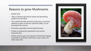 Reasons to grow Mushrooms
• Quality food
• Way of utilizing agricultural wastes and generating
wealth from the waste.
• The material left after growing mushrooms, commonly
referred as spent mushroom substrate (SMS), can be
processed into manure.
• Promotes sustainable manure based farming.
• It leads to employment generation and women
empowerment.
• Utilizes vertical space and requires minimal land making
it possible to promote mushrooms in peri-urban and
urban areas also.
 