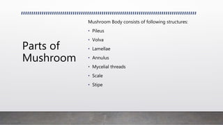 Parts of
Mushroom
Mushroom Body consists of following structures:
• Pileus
• Volva
• Lamellae
• Annulus
• Mycelial threads
• Scale
• Stipe
 