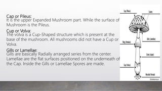 Cap or Pileus:
It is the upper Expanded Mushroom part. While the surface of
Mushroom is the Pileus.
Cup or Volva:
The volva is a Cup-Shaped structure which is present at the
base of the mushroom. All mushrooms did not have a Cup or
Volva.
Gills or Lamellae:
Gills are basically Radially arranged series from the center.
Lamellae are the flat surfaces positioned on the underneath of
the Cap. Inside the Gills or Lamellae Spores are made.
 