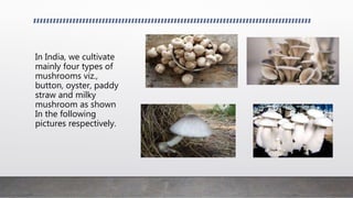 In India, we cultivate
mainly four types of
mushrooms viz.,
button, oyster, paddy
straw and milky
mushroom as shown
In the following
pictures respectively.
 