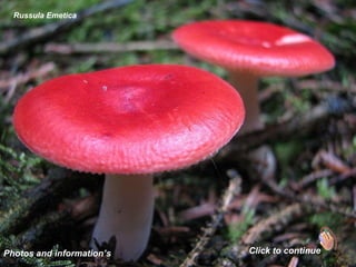 Russula Emetica   Photos and information’s Click to continue 