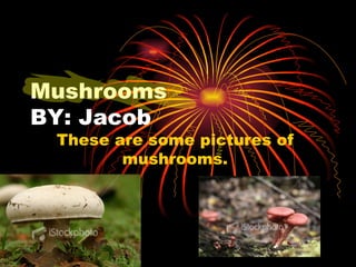 Mushrooms  BY: Jacob These are some pictures of mushrooms. 