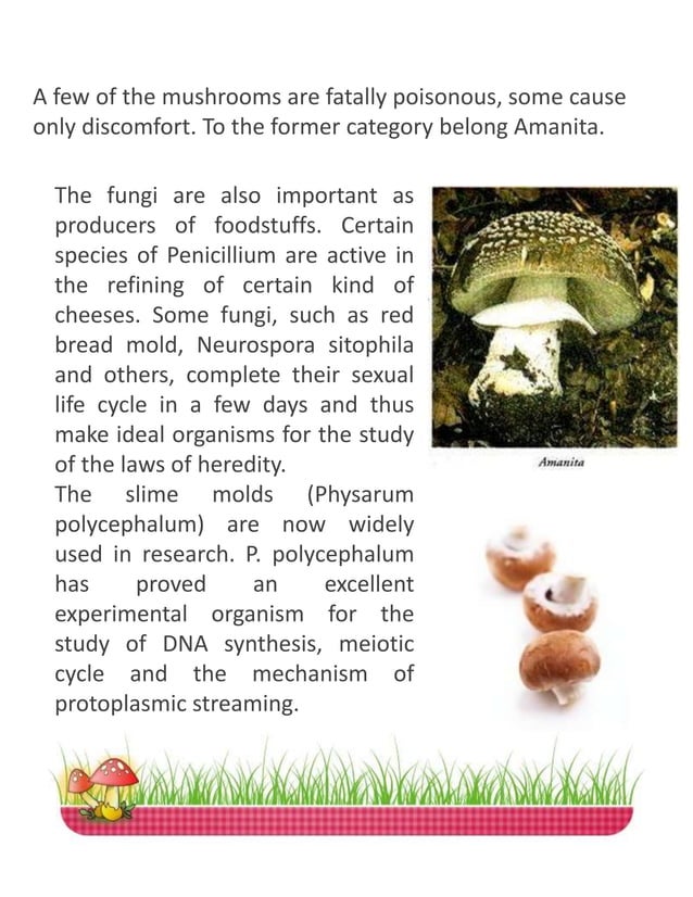 Nutritional and Medicinal Benefits of Mushrooms