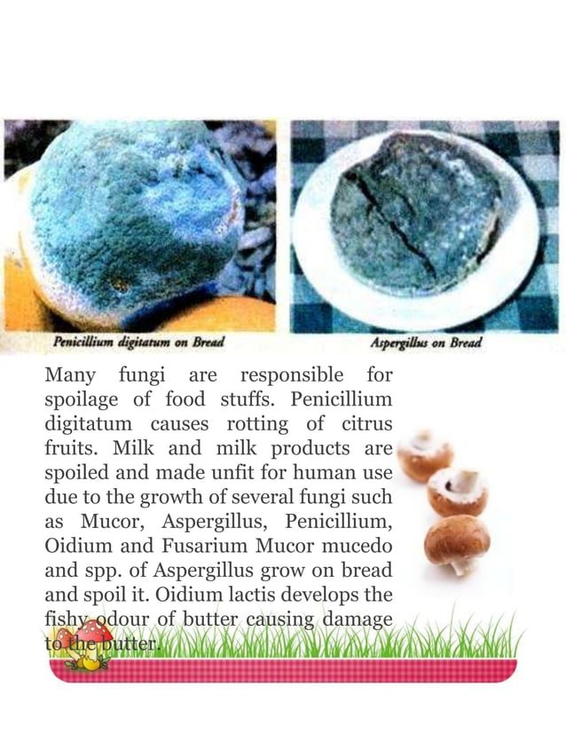 Nutritional and Medicinal Benefits of Mushrooms