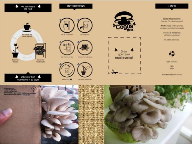 mushroom ita bolsa