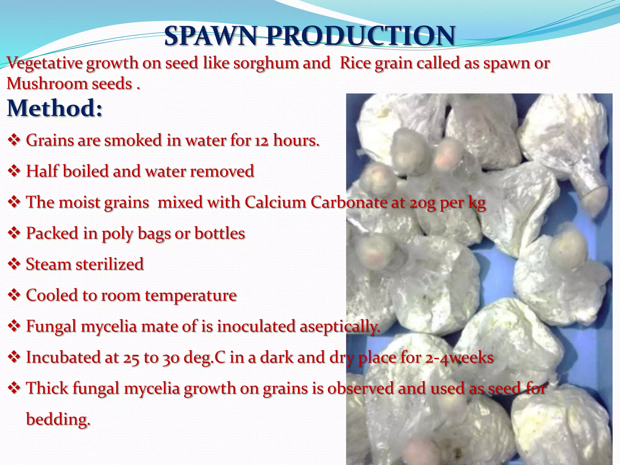 SPAWN PRODUCTION
Vegetative growth on seed like sorghum and Rice grain called as spawn or
Mushroom seeds .
Method:
 Grains are smoked in water for 12 hours.
 Half boiled and water removed
 The moist grains mixed with Calcium Carbonate at 20g per kg
 Packed in poly bags or bottles
 Steam sterilized
 Cooled to room temperature
 Fungal mycelia mate of is inoculated aseptically.
 Incubated at 25 to 30 deg.C in a dark and dry place for 2-4weeks
 Thick fungal mycelia growth on grains is observed and used as seed for
bedding.
 