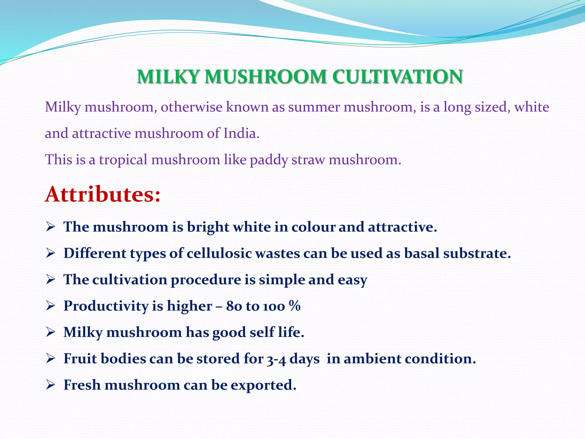 MILKY MUSHROOM CULTIVATION
Milky mushroom, otherwise known as summer mushroom, is a long sized, white
and attractive mushroom of India.
This is a tropical mushroom like paddy straw mushroom.
Attributes:
 The mushroom is bright white in colour and attractive.
 Different types of cellulosic wastes can be used as basal substrate.
 The cultivation procedure is simple and easy
 Productivity is higher – 80 to 100 %
 Milky mushroom has good self life.
 Fruit bodies can be stored for 3-4 days in ambient condition.
 Fresh mushroom can be exported.
 
