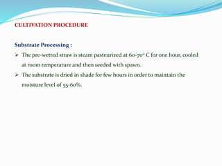 CULTIVATION PROCEDURE
Substrate Processing :
 The pre-wetted straw is steam pasteurized at 60-70o C for one hour, cooled
at room temperature and then seeded with spawn.
 The substrate is dried in shade for few hours in order to maintain the
moisture level of 55-60%.
 
