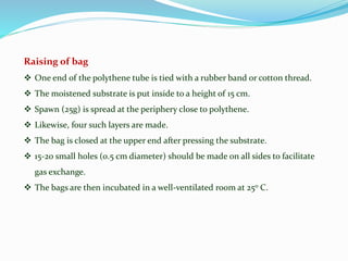 Raising of bag
 One end of the polythene tube is tied with a rubber band or cotton thread.
 The moistened substrate is put inside to a height of 15 cm.
 Spawn (25g) is spread at the periphery close to polythene.
 Likewise, four such layers are made.
 The bag is closed at the upper end after pressing the substrate.
 15-20 small holes (0.5 cm diameter) should be made on all sides to facilitate
gas exchange.
 The bags are then incubated in a well-ventilated room at 25o C.
 