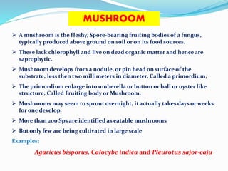 MUSHROOM
 A mushroom is the fleshy, Spore-bearing fruiting bodies of a fungus,
typically produced above ground on soil or on its food sources.
 These lack chlorophyll and live on dead organic matter and hence are
saprophytic.
 Mushroom develops from a nodule, or pin head on surface of the
substrate, less then two millimeters in diameter, Called a primordium,
 The primordium enlarge into umberella or button or ball or oyster like
structure, Called Fruiting body or Mushroom.
 Mushrooms may seem to sprout overnight, it actually takes days or weeks
for one develop.
 More than 200 Sps are identified as eatable mushrooms
 But only few are being cultivated in large scale
Examples:
Agaricus bisporus, Calocybe indica and Pleurotus sajor-caju
 