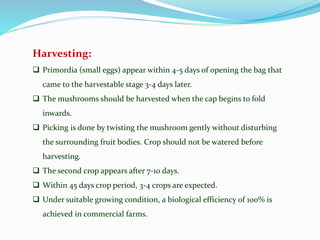 Harvesting:
 Primordia (small eggs) appear within 4-5 days of opening the bag that
came to the harvestable stage 3-4 days later.
 The mushrooms should be harvested when the cap begins to fold
inwards.
 Picking is done by twisting the mushroom gently without disturbing
the surrounding fruit bodies. Crop should not be watered before
harvesting.
 The second crop appears after 7-10 days.
 Within 45 days crop period, 3-4 crops are expected.
 Under suitable growing condition, a biological efficiency of 100% is
achieved in commercial farms.
 