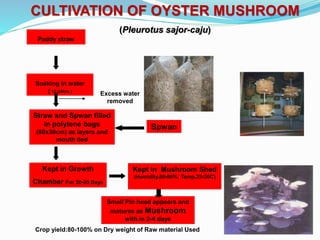 CULTIVATION OF OYSTER MUSHROOM
(Pleurotus sajor-caju)
Spwan
Paddy straw
Soaking in water
( 12-24hrs )
Straw and Spwan filled
in polytene bags
(60x30cm) as layers and
mouth tied
Kept in Growth
Chamber For 20-25 Days
Kept in Mushroom Shed
(Humidity.80-90%; Temp.25-30C)
Small Pin head appears and
matures as Mushroom
with in 2-4 days
Crop yield:80-100% on Dry weight of Raw material Used
Excess water
removed
 