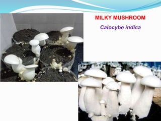MILKY MUSHROOM
Calocybe indica
 