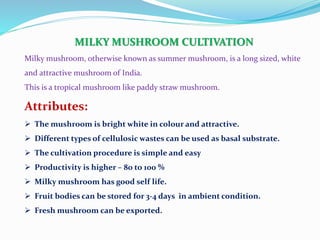 MILKY MUSHROOM CULTIVATION
Milky mushroom, otherwise known as summer mushroom, is a long sized, white
and attractive mushroom of India.
This is a tropical mushroom like paddy straw mushroom.
Attributes:
 The mushroom is bright white in colour and attractive.
 Different types of cellulosic wastes can be used as basal substrate.
 The cultivation procedure is simple and easy
 Productivity is higher – 80 to 100 %
 Milky mushroom has good self life.
 Fruit bodies can be stored for 3-4 days in ambient condition.
 Fresh mushroom can be exported.
 