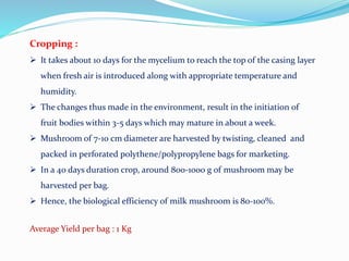 Cropping :
 It takes about 10 days for the mycelium to reach the top of the casing layer
when fresh air is introduced along with appropriate temperature and
humidity.
 The changes thus made in the environment, result in the initiation of
fruit bodies within 3-5 days which may mature in about a week.
 Mushroom of 7-10 cm diameter are harvested by twisting, cleaned and
packed in perforated polythene/polypropylene bags for marketing.
 In a 40 days duration crop, around 800-1000 g of mushroom may be
harvested per bag.
 Hence, the biological efficiency of milk mushroom is 80-100%.
Average Yield per bag : 1 Kg
 