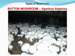 Types of Mushroom
BUTTON MUSHROOM – Agaricus bisporus
 