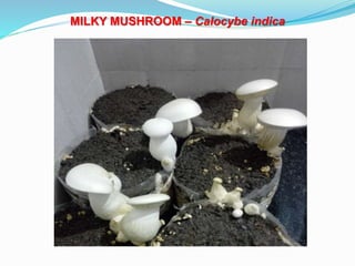 MILKY MUSHROOM – Calocybe indica
 