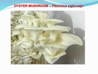 OYSTER MUSHROOM – Pleurotus sajor-caju
 