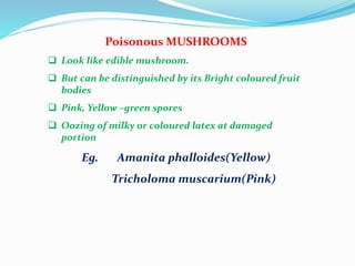 Poisonous MUSHROOMS
 Look like edible mushroom.
 But can be distinguished by its Bright coloured fruit
bodies
 Pink, Yellow –green spores
 Oozing of milky or coloured latex at damaged
portion
Eg. Amanita phalloides(Yellow)
Tricholoma muscarium(Pink)
 