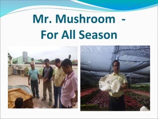 Mr. Mushroom -
For All Season
 