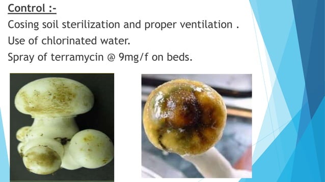 Diseases and insect Pests of Mushroom . | PPTX