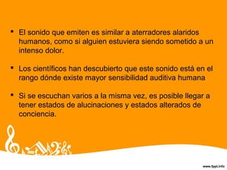  El sonido que emiten es similar a aterradores alaridos
humanos, como si alguien estuviera siendo sometido a un
intenso dolor.
 Los científicos han descubierto que este sonido está en el
rango dónde existe mayor sensibilidad auditiva humana
 Si se escuchan varios a la misma vez, es posible llegar a
tener estados de alucinaciones y estados alterados de
conciencia.
 