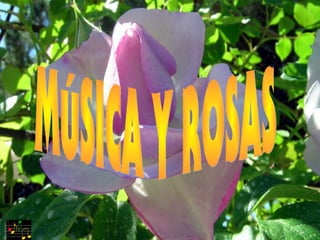 Musica y rosas