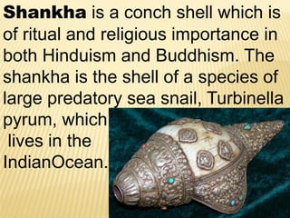 Shankha is a conch shell which is
of ritual and religious importance in
both Hinduism and Buddhism. The
shankha is the shell of a species of
large predatory sea snail, Turbinella
pyrum, which
lives in the
IndianOcean.
 