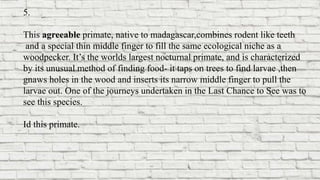 5.
This agreeable primate, native to madagascar,combines rodent like teeth
and a special thin middle finger to fill the same ecological niche as a
woodpecker. It’s the worlds largest nocturnal primate, and is characterized
by its unusual method of finding food- it taps on trees to find larvae ,then
gnaws holes in the wood and inserts its narrow middle finger to pull the
larvae out. One of the journeys undertaken in the Last Chance to See was to
see this species.
Id this primate.
 