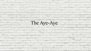 The Aye-Aye
 
