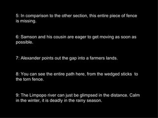 5: In comparison to the other section, this entire piece of fence is missing. 6: Samson and his cousin are eager to get moving as soon as possible. 7: Alexander points out the gap into a farmers lands. 8: You can see the entire path here, from the wedged sticks  to the torn fence. 9: The Limpopo river can just be glimpsed in the distance. Calm in the winter, it is deadly in the rainy season. 